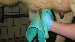 315x345mm (Euter-Schwammtuch)